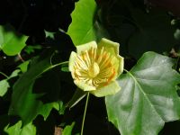 Quinta do Palheiro = Blandy's Garten, Tulpenbaum