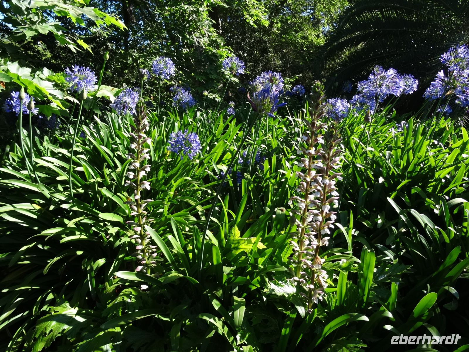 Blandy's Garten - Akanthus inmitten von Agapanthus