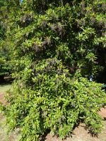 Blandy's Garten - Maiglöckchenbaum