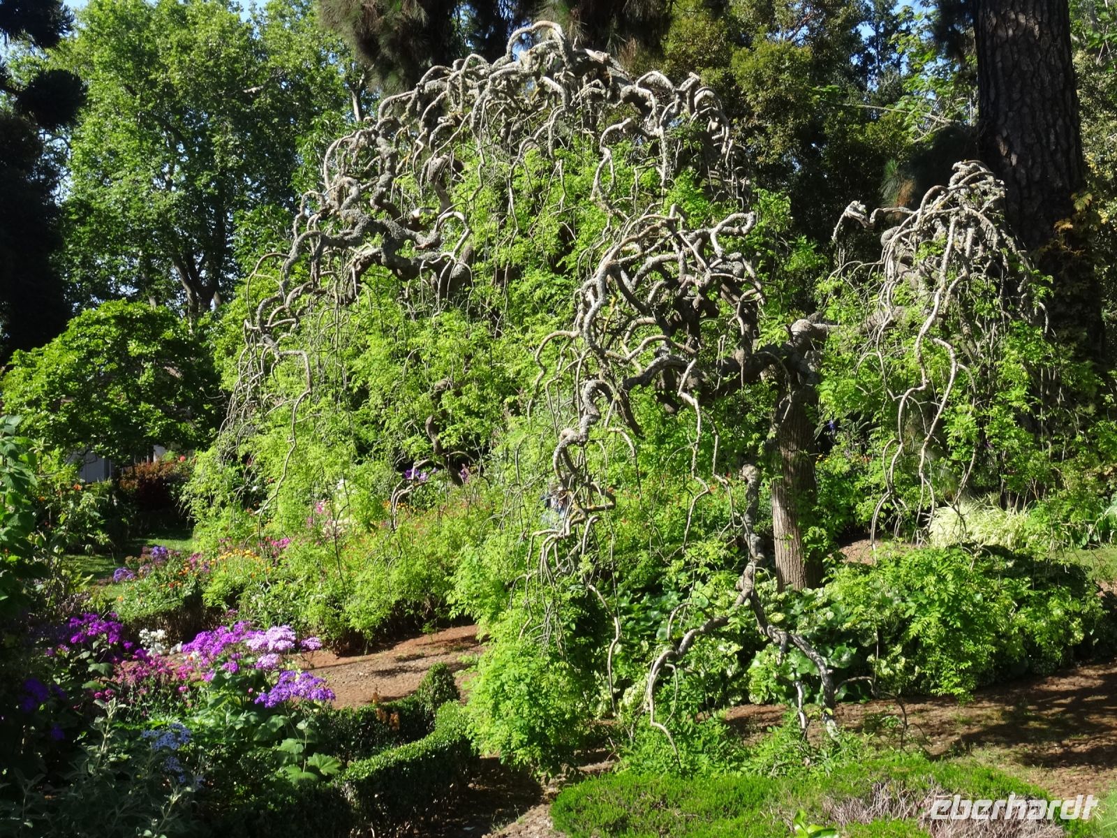 Blandy's Garten - Japanischer Pagodenbaum