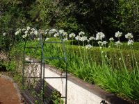 Blandy's Garten - Ganz in Weiß