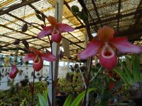 Quinta do Boa Vista = Orchideengarten - Frauenschuh