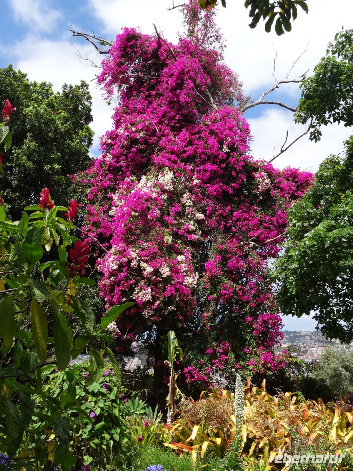 Garten in der Quinta da Boa Vista - phantastische Bromelia