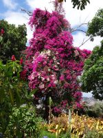 Garten in der Quinta da Boa Vista - phantastische Bromelia