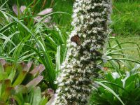 im Garten der Quinta da Boa Vista fühlen sich sogar die Schmetterlinge wohl