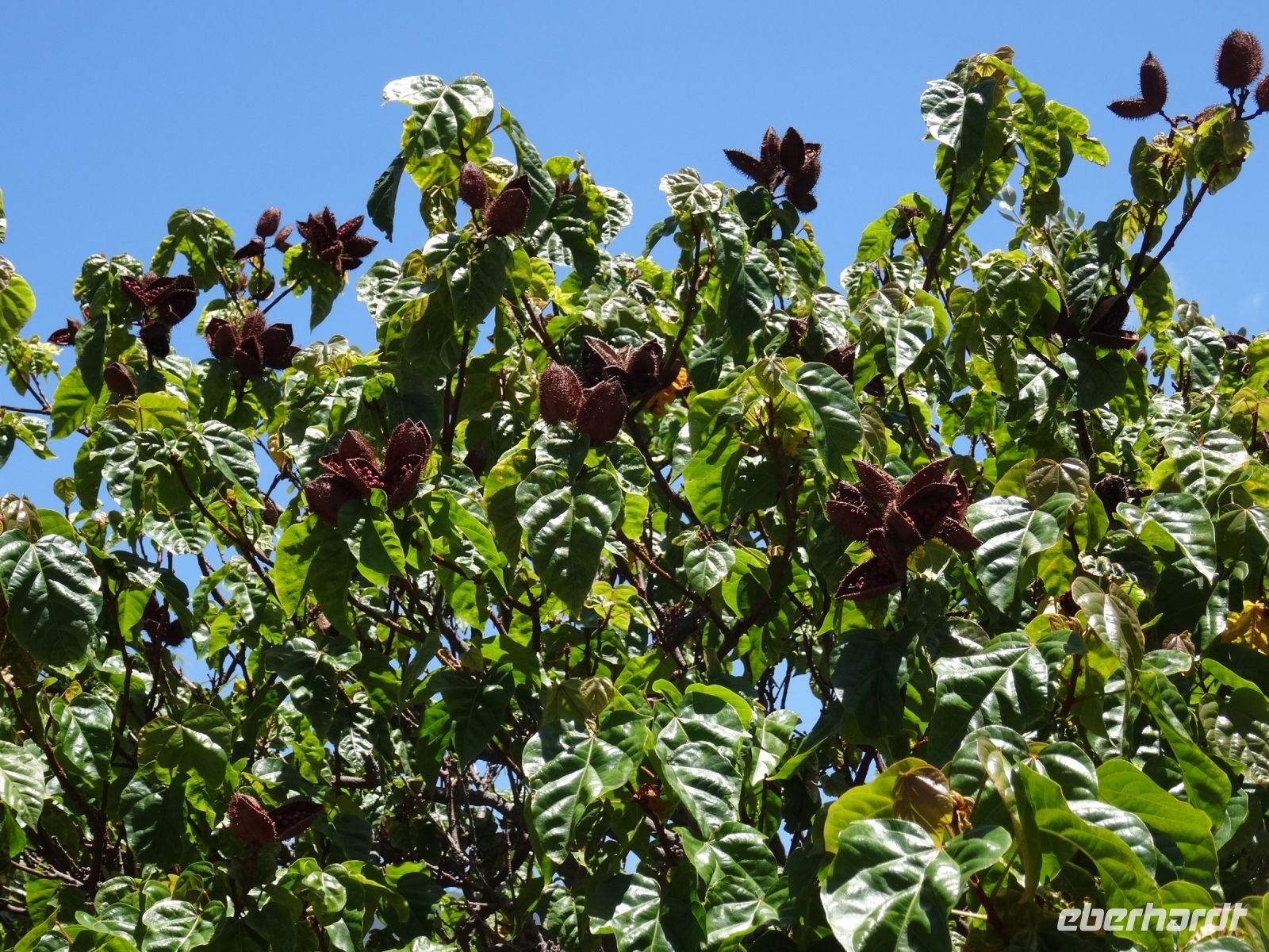 Esmeraldas Kräutergarten - Lippenstiftbaum