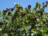 Esmeraldas Kräutergarten - Lippenstiftbaum