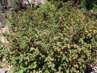 Esmeraldas Kräutergarten - Patchouli