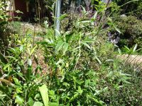 Esmeraldas Kräutergarten - gewöhnlicher Asphaltklee