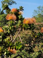  Palheiro Garten Funchal
