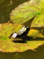  Palheiro Garten Funchal