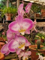 Kirche der Heiligen Mutter von Monte