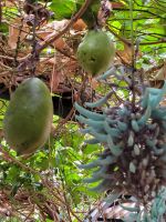 Kirche der Heiligen Mutter von Monte