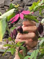 Kirche der Heiligen Mutter von Monte