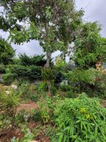 bei Esmeralda im Kräutergarten