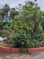 bei Esmeralda im Kräutergarten