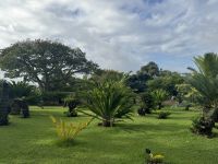 ...im botanische Garten Funchals (1)