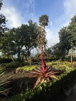 ...im botanische Garten Funchals (2)