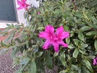 ...im botanische Garten Funchals (3)