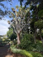 ...im botanische Garten Funchals (7)