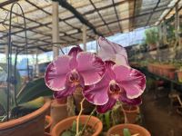 Orchideengarten in Funchal (1)