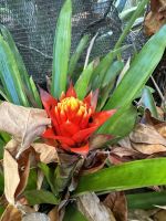 Orchideengarten in Funchal (3)