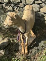 Wanderung auf der Levada Marocos (12)