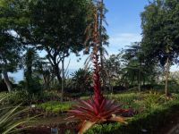 Funchal, Botanischer Garten - Königsbromelia