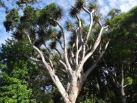 Funchal, Botanischer Garten - Drachenbaum