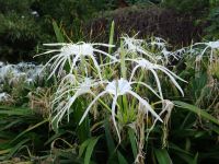 Funchal, Botanischer Garten - Vazonie