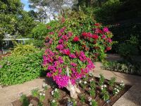 Funchal, Botanischer Garten - Bougainvilla
