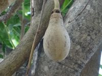 Funchal, Botanischer Garten - 