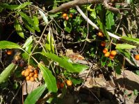 Levada Wanderung - Räucherstäbchenbaum