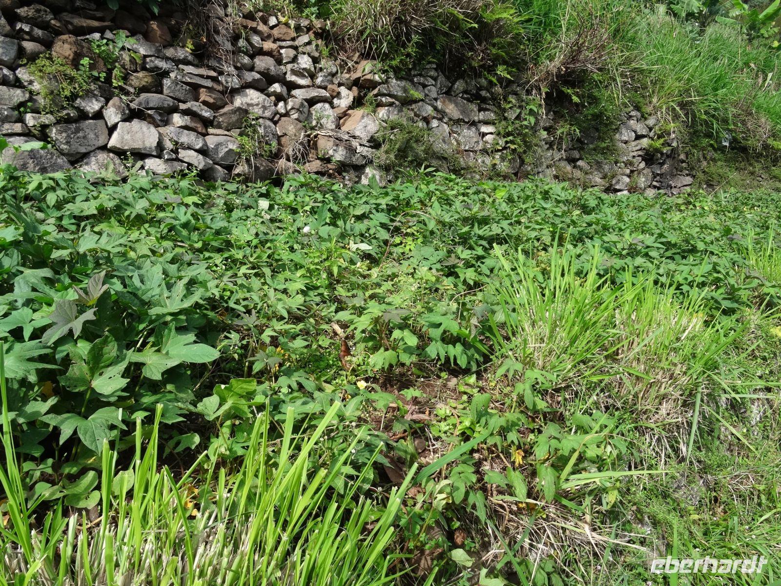 Levada Wanderung - Süßkartoffelfeld