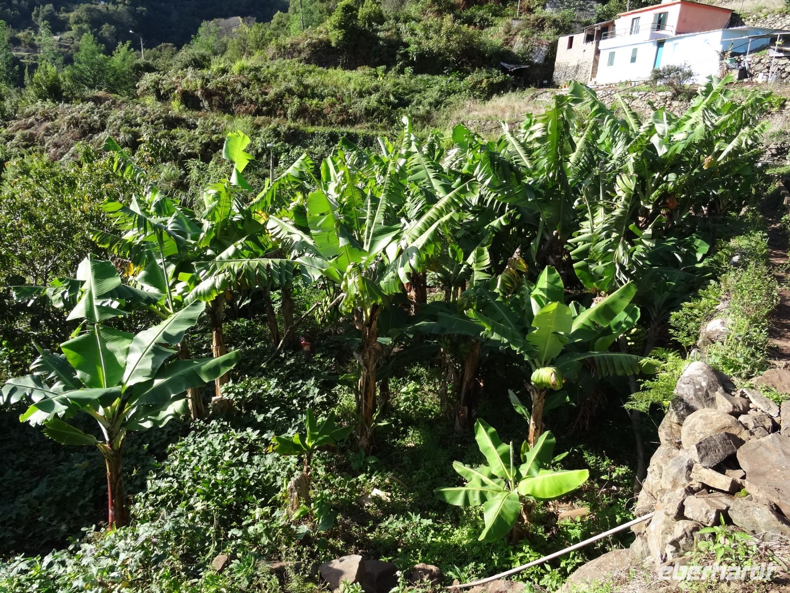 Levada Wanderung - Bananenplantage