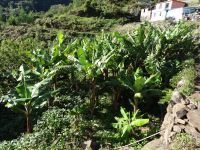 Levada Wanderung - Bananenplantage