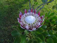 Quinta do Palheiro - Königsprotea