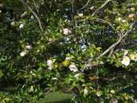 Quinta do Palheiro - Kamelien Blüten