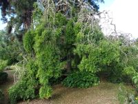Quinta do Palheiro - japanischer Pagoden Baum