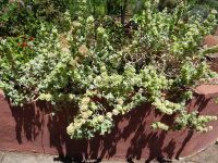 Esmeraldas Kräutergarten - Lichtpflanze