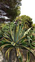 Madeira: Quinta Splendida: Botanischer Garten