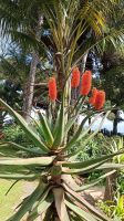 Madeira: Quinta Splendida: Botanischer Garten
