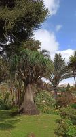 Madeira: Quinta Splendida: Botanischer Garten