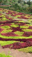 Funchal: Botanischer Garten