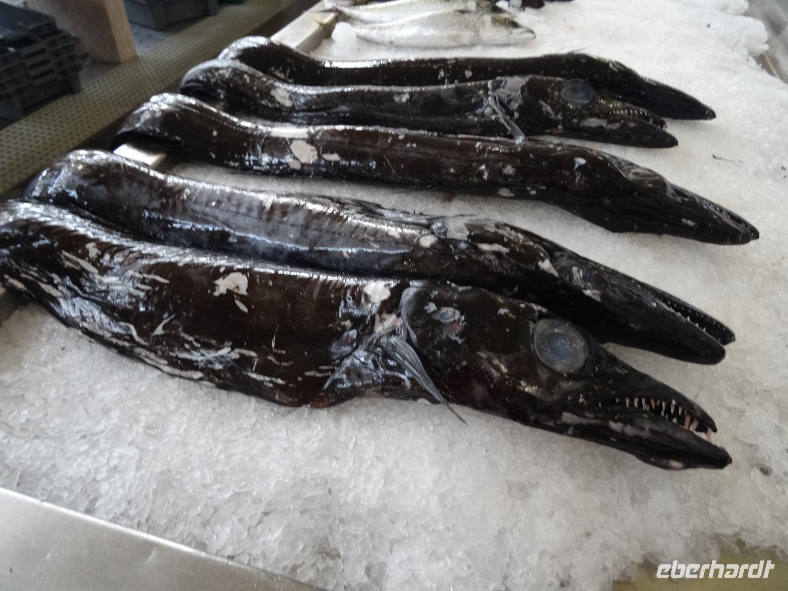 Funchal, Markthalle - Espada = Degenfisch