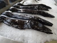 Funchal, Markthalle - Espada = Degenfisch