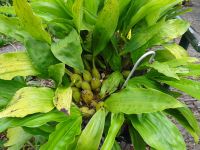 Funchal, Botanischer Garten - Orchideenknollen