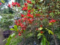 Funchal, Botanischer Garten - Micky Maus Pflanze