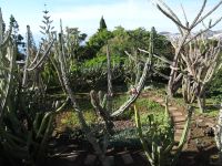 Funchal, Botanischer Garten