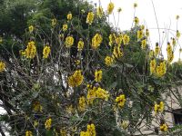 Funchal, Botanischer Garten - Popcornstrauch